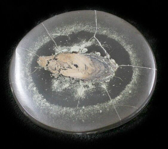 Polished Fish Coprolite (Fossil Poo) - Scotland #24552
